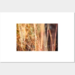 Nature in abstract - dry grass with delicate small blue flower Posters and Art